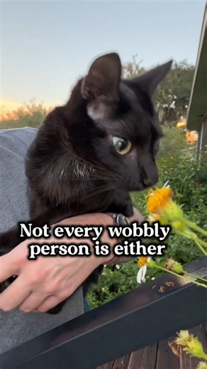 Not every wobbly cat is the same 👑 #cat #wobblycat #elviswestley