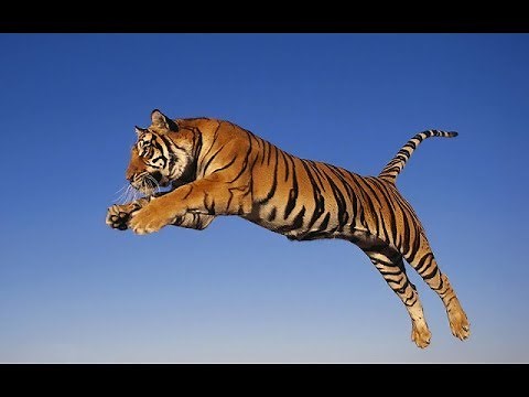 CON HỔ - Tiger - Tiếng kêu và hình ảnh con Hổ - Pictures and Sound of Tiger