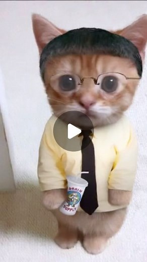 CAT YEET on Instagram: "drippykitty"