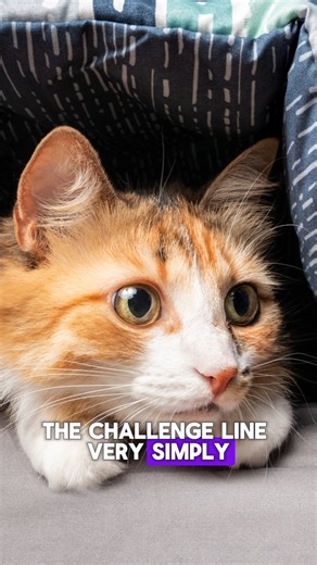 Jackson Galaxy on Instagram: "Ever notice how one tiny step can change everything? That’s the idea behind the challenge line: one paw over = a little confidence boost. Instead of asking scared cats to go all the way, we celebrate the smallest brave choices. Treats, motivation, and stopping before fear kicks in make all the difference. 👉 Where would your cat’s challenge line be right now — the doorway? The couch? A new room? Shoutout to Annabel Lee of #TeamCatMojo for submitting one of these vid