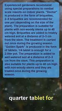 Scale Insects on Indoor Plants: How to Get Rid