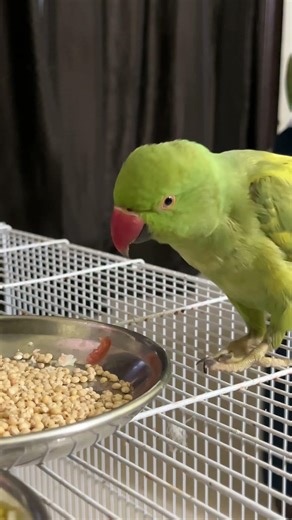 Ye khata hai Mittu 😱 | Healthy Seeds Diet Secret! #parrot #mittubeti
