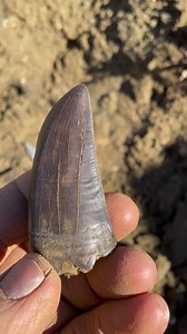 #Tyrant lizard king🦖🔥 | Clayton Phipps