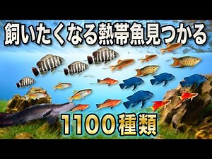 【10年ぶりに出版】飼いたくなる熱帯魚が絶対見つかる大図鑑！〜アクアリウムin地球107