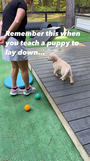 Two things that will make it easier for your puppy to understand how to lay down is….. 1️⃣. Sit at their level. By bringing our body down to them it is not as intimidating. I sit on the floor at their level with the “place” in front of me. (Remember how I said teaching place was best taught first!) 2️⃣. Some puppies need you to look away! They don’t like the eye contact. All puppies learn differently as people do! What works for one will need to be adapted for another. Also I use “laying” as pup