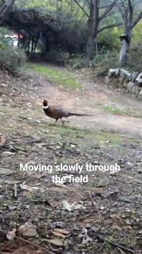Wild Pheasant Rooster Appears Quietly… 🐦 | Korea Wildlife