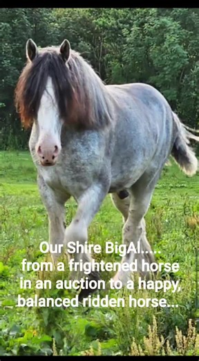 Anne Rose on Instagram: "❤️ "Our job here is done!" ❤️ Beautiful auction Shire BigAl has headed south to a long term family home. He has really come together, and after almost 10 months of love, care, professional help with dentistry, veterinary care, farriery, chiropractic checks, snd a lot of training, he is ready for a quiet, family home. Anyone remember Zac? Our Shire from years ago? Same family, Zac is still there,and retired, Gill called to ask if I had a horse they could all gently hack,