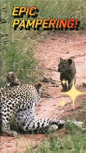 CUTE Leopard Cubs Experience an EPIC PAMPERING in Kruger National Park