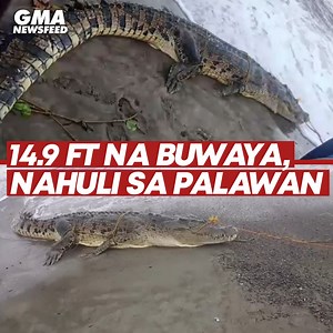 85K views · 117 reactions | Isang buwaya ang nakita ng mga mangingisdang nagpapalutang-lutang sa karagatang nasasakop ng Sitio Gunob, Brgy. Inogbong sa Bataraza, Palawan. Ayon sa mga mangingisda, natakot daw silang baka umatake ito kaya naman hinuli nila ang buwaya. Ang detalye, alamin sa video. | GMA News | Facebook