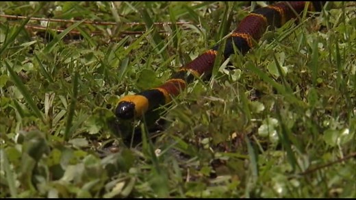Venomous snakes in Central Texas: What you need to know