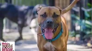 50 reactions · 79 shares | ADOPTED Jo Jo is our 7yr old Mastiff x Staffy...A gentle soul who loves his walks, drives and also a swim whenever the opportunity arises. He would be your best mate if given half the chance. Please give him a LIKE and SHARE and don't forget to check out his profile on Pet Rescue. Www.petrescue.com.au/listings/358799 | Wally's Doggie Rescue - Community | Facebook