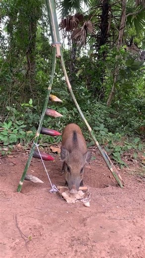 🧠 The Smartest Wild Animal Trap Ever Built! | VIP Engineering Secrets #pig #wildboar #pigtrap