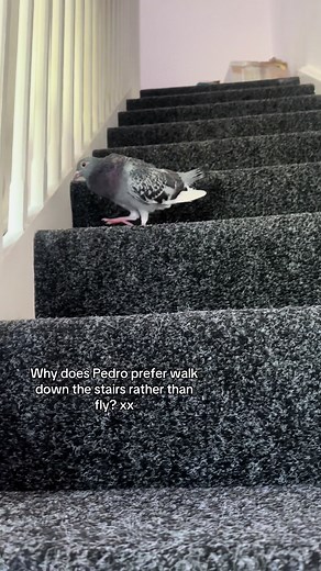 Understanding Pigeons as Pets and Their Care