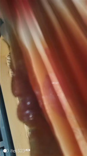 Several pied crows on top of priston house, MercyNguku The Global Trav 🇸🇸🇲🇾#worshipsongrewritten