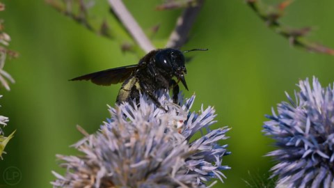 A Gentle Giant in Your Garden ~ Violet Carpenter Bee (Xylocopa violacea) 🐝