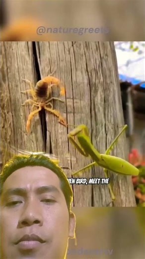 Mantis: Bug vs. Frog? These Bugs Are Fearless! #shorts​ #mantis​