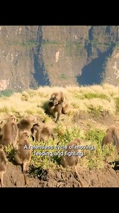 Incredible Wildlife Moments Caught on Camera #animals #animalsworld #wildlife | Exploring Wild Nature