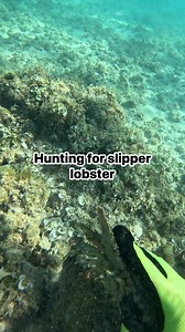Hunting for Slipper lobsters in shallow waters Oahu, Hawai’i #catchandcook #spearfishing #honolulu | Islandcatchandcook