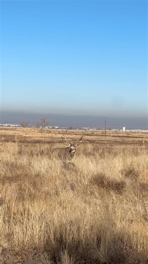 451K views · 7.1K reactions | Wait for it… #muledeer #muleys #muledeerbuck #muley #natgeoyourshot #natgeo #nationalgeographic #naturelover #nature #naturevideos #naturereels #wildlifeupage #wildanimals #reels | Good Bull Guided | Facebook