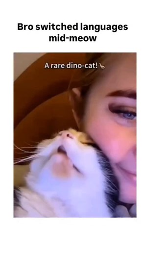 @memes.its.9 on Instagram: "The post features a viral compilation video of cats meowing dramatically, captioned "Bro switched languages mid-meow" to highlight a feline vocal shift that mimics multilingual chatter, garnering over 29,000 likes and 3.4 million views in under two days. Edited with meme overlays like "He is French" and "Angry bird", the clip showcases varied meow pitches—studies from the University of Sussex indicate cats tailor these sounds specifically for human interaction, using