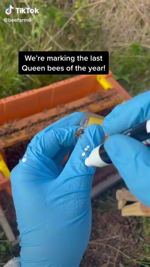Marking Queen Bees for Hive Management