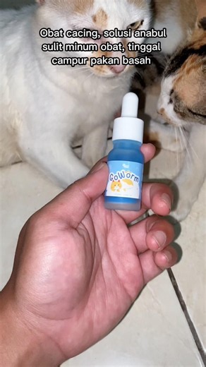 Cara mudah memberi obat cacing pada kucing #cat #kucing #obatcacing #goworm #goldenpaw