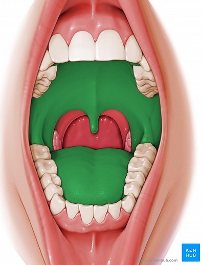 Oral cavity