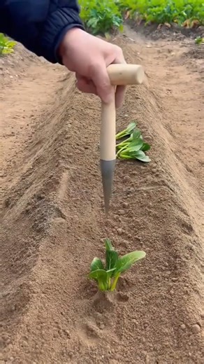 Amazing Field Work by Smart Farmers! 🔥 #shorts