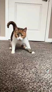 meet this kitty with wobbly cat syndrome!
