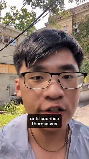 Medic Ants Aid in Termite Wars!