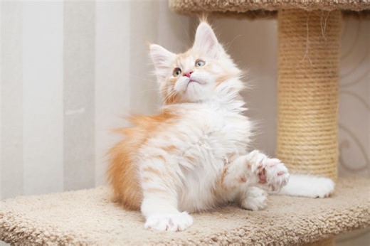 Tiny Polydactyl Maine Coon Kitten Is All Paws & It's Irresistible