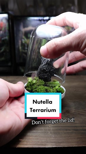 DIY Nutella Jar Terrarium Build Guide