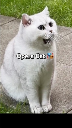 When your cat secretly trained in opera 😹🎵 #cat #貓咪日常 #cats #opera