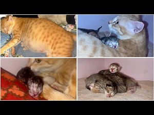 Cat giving birth to 5 kittens || the cat life