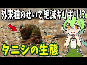 タニシの在来種が減っている！？ヤバい卵を持つ偽物「ジャンボタニシ」の恐怖とは！？【ずんだもん解説】