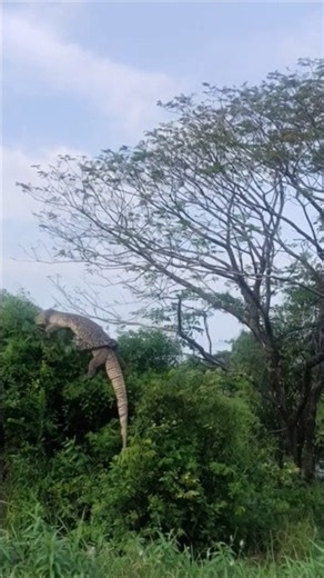 Varanus salvator If to fight a python, who would win?