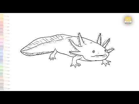Axolotl drawing | Amphibian drawings | How to draw outline drawing Axolotl step by step
