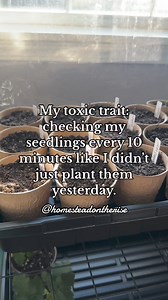 mad they havent all sprouted too😅🤣 #garden #gardening #seedlings #gardeningtips #gardendesign #homesteadontherise #homestead #compost | Homestead on the Rise