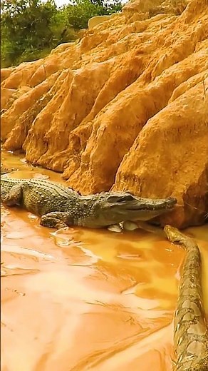 Anaconda vs Crocodile - The Ultimate Showdown