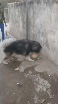 #football #playing #husky #dog #havefun #dailyvlog #video