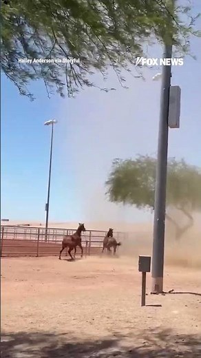 WATCH: A large dust devil whipped through Arizona startling two horses #horse #shorts #arizona