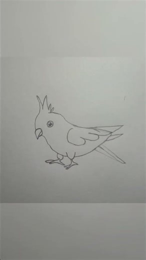 how to draw a cockatiel sketch drawing step by step