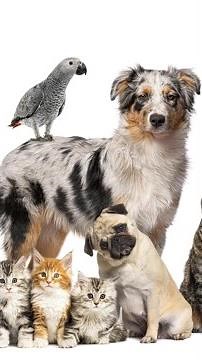 Top 10 Most Popular Pets in the World!