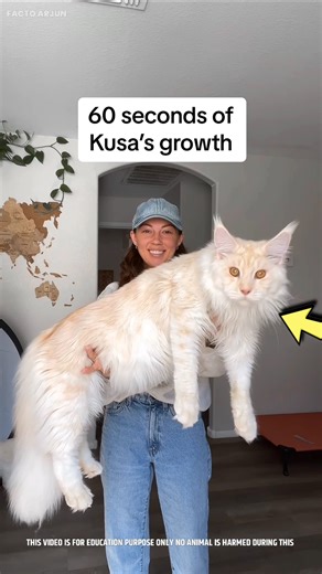 Biggest Cat in the WORLD 🌎 😺🤯 | omg Unblievable 🤯