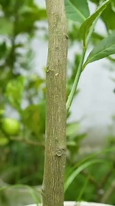 🌿A great way to propagate lemon tree is by air layering using aluminum foil #lemontree #gardening | Nathan & Alsop