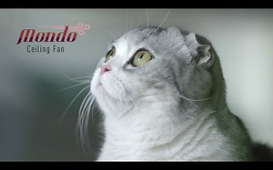 842 shares · 355 comments | Beat the heatwave in style  with the NEW Panasonic Mondo Fan. Powered by high-tech Twin DC motor and Motion Sensor, this sleek-looking fan uses bigger blades for greater airflow & more energy saving! Also comes in 70” & 80”, Canopy & Pipe variants. | Panasonic Malaysia | Facebook