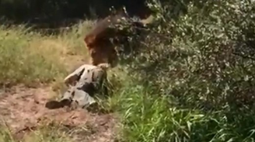 Lion drags man through enclosure