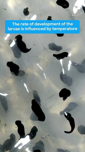 This clump of eggs is known as a frogspawn. 🐸 #learnontiktok #tiktokpartner #frog