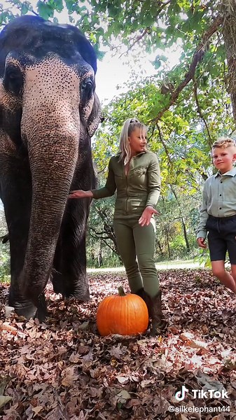 Elephant Eating Pumpkin | Happy Halloween 🎃