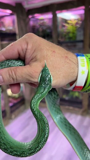 Rhino Rat Snake Bites Me! #snake